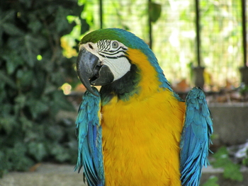 Papagalii si maniera lor inedita de comunicare